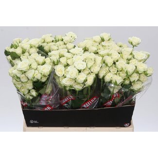 Freshy Trosroos “Snowflake” | Kleur: Wit | Lengte ± 60 centimeter | Per 10 verse bloemen