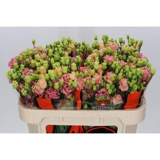 Freshy Eustoma Lisianthus Gevuld “Sabrina Orange” | Kleur: Roze | Lengte ± 70 centimeter | Per 10 stelen verse bloemen