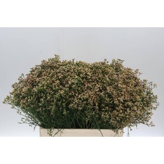 Freshy Limonium Sin Senecio Nectarin