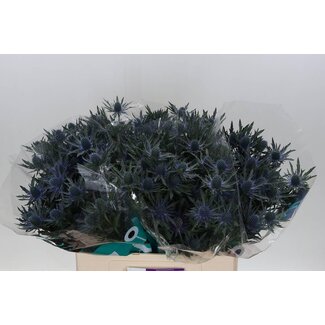 Freshy Eryngium Kruisdistel “Orion Qstar” | Kleur: Paars | Lengte ± 60 centimeter | Per 10 stelen verse bloemen