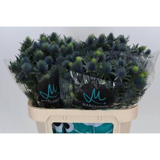 Freshy Eryngium Supernova Qstar