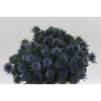 Freshy Eryngium Kruisdistel “Magnetar Qstar” | Kleur: Blauw | Lengte ± 40 centimeter | Per 20 stelen verse bloemen