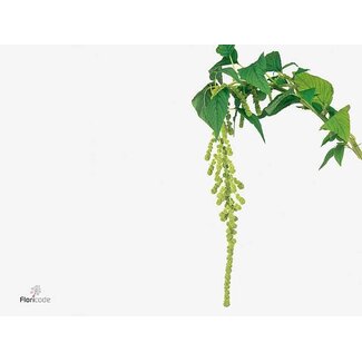 Freshy Amaranthus Ca Kattenstaart “Cycloop” | Kleur: Groen | Lengte ± 80 centimeter | Per 10 stelen verse bloemen
