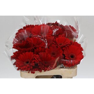 Freshy Gerbera * Barones X10