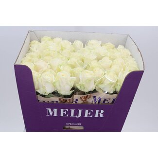 Freshy Grootbloemige Roos “Four Seasons” | Kleur: Wit | Lengte ± 70 centimeter | Per 20 verse bloemen