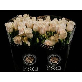 Freshy Grootbloemige Roos “Vendela” | Kleur: Wit | Lengte ± 50 centimeter | Herkomst Ecuador | Per 20 verse bloemen