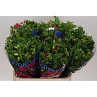 Freshy Alstroemeria Fl “Noa” | Kleur: Rood | Lengte ± 75 centimeter | Per 10 stelen verse bloemen