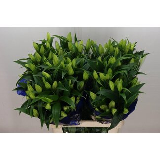 Freshy Lelie Oriental Aqua “Zambesi” | Kleur: Wit | Lengte ± 90 centimeter | Per 10 stelen verse bloemen