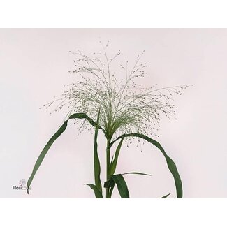 Freshy Panic Vi Fontaine