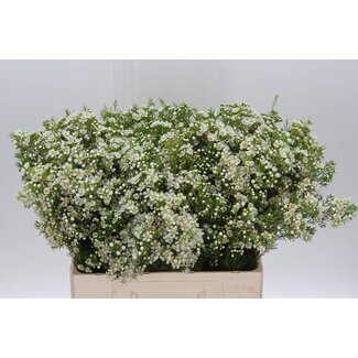 Freshy Chamelaucium Uncinatum Waxflower “Arbel” | Kleur: Wit | Lengte ± 60 centimeter | Per 25 verse bloemen