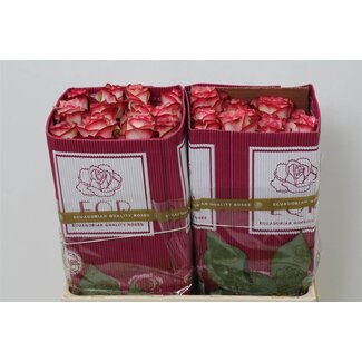 Freshy Grootbloemige Roos “Orange Crush” | Kleur: Oranje | Lengte ± 50 centimeter | Herkomst Ecuador | Per 25 verse bloemen