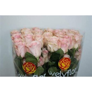 Freshy Grootbloemige Roos “Novia” | Kleur: Wit Roze | Lengte ± 70 centimeter | Herkomst Ecuador | Per 25 verse bloemen