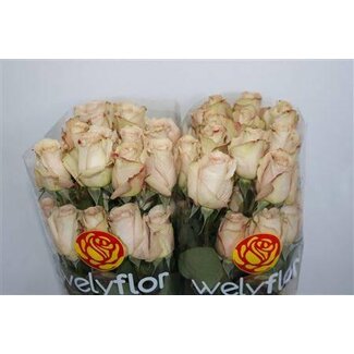 Freshy Grootbloemige Roos “Quicksand” | Kleur: Roze | Lengte ± 70 centimeter | Per 25 verse bloemen