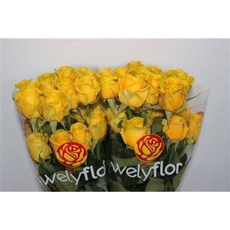 Freshy Grootbloemige Roos “High & Exotic” | Kleur: Geel | Lengte ± 70 centimeter | Per 25 verse bloemen