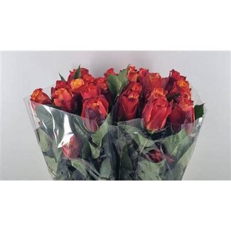 Freshy Grootbloemige Roos “Atomic” | Kleur: Rood | Lengte ± 60 centimeter | Herkomst Ecuador | Per 25 verse bloemen