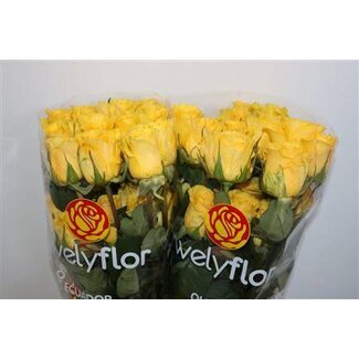 Freshy R Eq Stardust