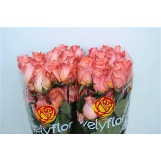 Freshy Grootbloemige Roos “Coral Reef” | Kleur: Roze | Lengte ± 60 centimeter | Herkomst Ecuador | Per 25 verse bloemen