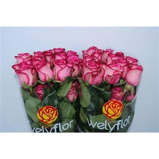 Freshy Grootbloemige Roos “Carousel” | Kleur: Roze | Lengte ± 40 centimeter | Per 25 verse bloemen