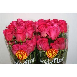 Freshy Grootbloemige Roos “Pink Floyd” | Kleur: Roze | Lengte ± 40 centimeter | Per 25 verse bloemen