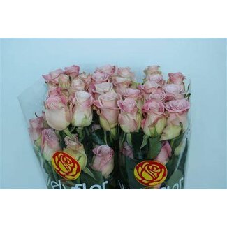 Freshy Grootbloemige Roos “Faith” | Kleur: Roze | Lengte ± 50 centimeter | Per 25 verse bloemen