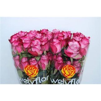 Freshy Grootbloemige Roos “Deep Purple” | Kleur: Roze | Lengte ± 70 centimeter | Per 25 verse bloemen