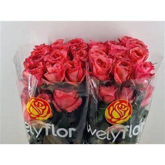 Freshy Grootbloemige Roos “Candy Xpression” | Kleur: Roze | Lengte ± 40 centimeter | Per 25 verse bloemen