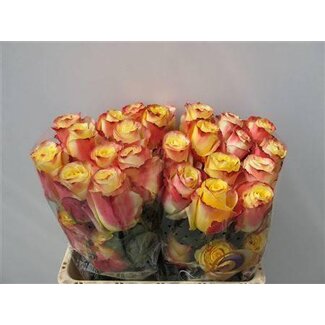 Freshy Grootbloemige Roos “Optica Sunset” | Kleur: Geel Rood | Lengte ± 50 centimeter | Per 25 verse bloemen