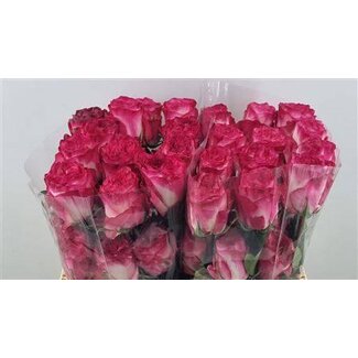 Freshy Grootbloemige Roos “Enchantment” | Kleur: Roze | Lengte ± 50 centimeter | Herkomst Ecuador | Per 25 verse bloemen