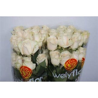 Freshy Grootbloemige Roos “Vendela” | Kleur: Wit | Lengte ± 50 centimeter | Herkomst Ecuador | Per 25 verse bloemen