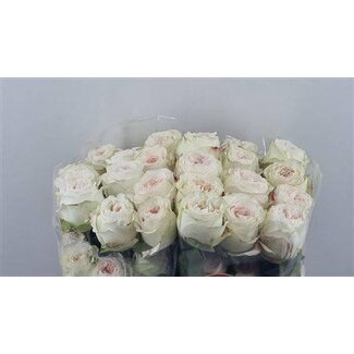 Freshy Grootbloemige Roos “Lorena Summerhouse” | Kleur: Roze | Lengte ± 50 centimeter | Per 25 verse bloemen