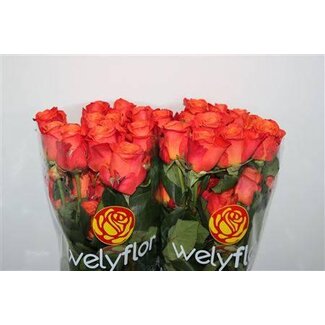 Freshy Grootbloemige Roos “Orange Crush” | Kleur: Oranje | Lengte ± 40 centimeter | Per 25 verse bloemen