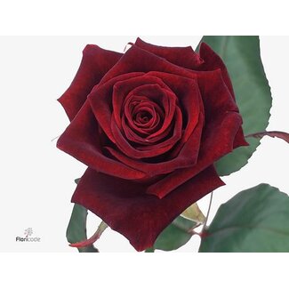 Freshy Grootbloemige Roos “Black Baccara” | Kleur: Rood | Lengte ± 70 centimeter | Per 25 verse bloemen