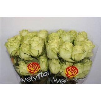 Freshy Grootbloemige Roos “Leonidas” | Kleur: Groen | Lengte ± 40 centimeter | Herkomst Ecuador | Per 25 verse bloemen