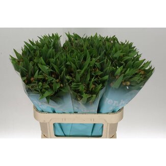 Freshy Alstroemeria Dancing Queen