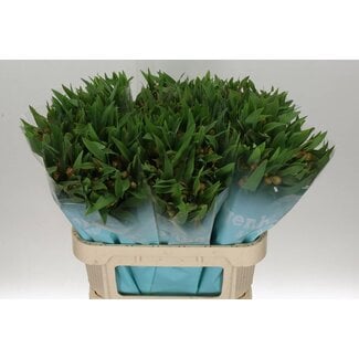 Freshy Alstroemeria Incalelie “Dancing Queen” | Kleur: Oranje | Lengte ± 75 centimeter | Per 10 stelen verse bloemen