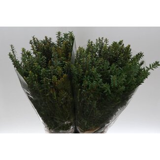 Freshy Myrtus Tarantino | Kleur: Groen | Lengte ± 60 centimeter | Gewicht 250 gram | Per 5 bossen