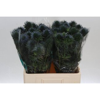 Freshy Eryngium Kruisdistel “Scorpius Questar” | Kleur: Blauw | Lengte ± 60 centimeter | Per 10 stelen verse bloemen