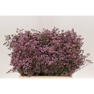 Freshy Limonium “Piuma Pink Touch” | Kleur: Roze | Lengte ± 60 centimeter | Per 25 stelen verse bloemen