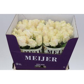 Freshy Grootbloemige Roos “Four Seasons” | Kleur: Wit | Lengte ± 60 centimeter | Per 20 verse bloemen