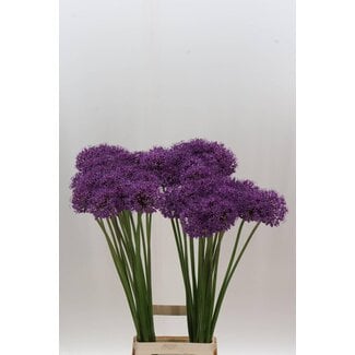 Freshy Allium Sierui “Stratos” | Kleur: Paars | Lengte ± 90 centimeter | Per 10 verse bloemen