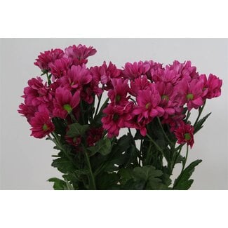 Freshy Troschrysant Chrysanthemum “Randall” | Kleur: Paars Roze | Lengte ± 70 centimeter | Per 10 stelen verse bloemen
