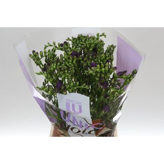 Freshy Freesia dubbel Biscaya