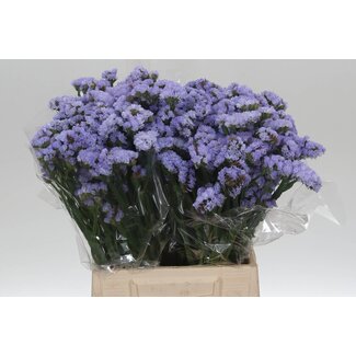 Freshy Limonium Statice Sinuata “Donau Birds” | Kleur: Paars | Lengte ± 45 centimeter | Per 25 stelen verse bloemen