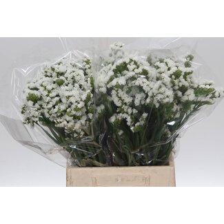 Freshy Limonium Statice Sinuata “Silv Sun Birds” | Kleur: Wit | Lengte ± 45 centimeter | Per 25 stelen verse bloemen