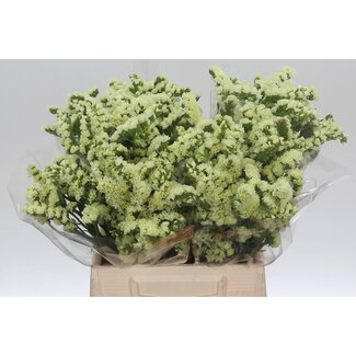 Freshy Limonium S Geel Sun Birds