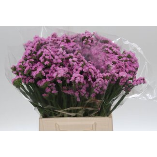 Freshy Limonium S Rosella Sun Birds