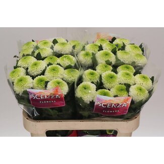 Freshy Chrysant deco Alibaba