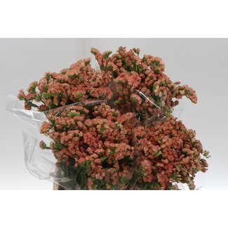Freshy Limonium Statice Sinuata “Royal Orange” | Kleur: Oranje | Lengte ± 45 centimeter | Per 25 stelen verse bloemen