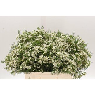 Freshy Chamelaucium Uncinatum Waxflower “Ofir” | Kleur: Wit | Lengte ± 60 centimeter | Per 25 verse bloemen