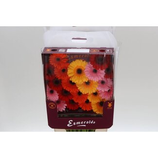 Freshy Gerbera Mi Aqua “Mix Basis” | Kleur: Gemengde Kleuren | Lengte ± 45 centimeter | Per 20 verse bloemen